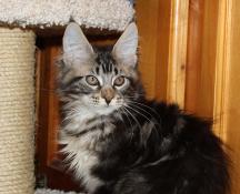 Chatons maine coon loof