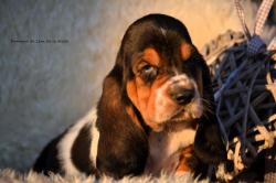 A reserver chiot basset hound