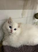 Chaton male ragdoll