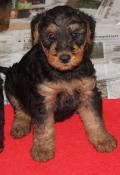 Chiots airedale terrier