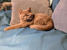 Chaton british shorthair cinnamon