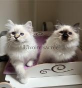 Adorable  chatons sacr de birmanie  loof