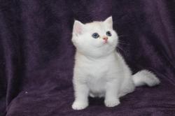 Chaton british shorthair black silver shaded