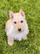 Chiots scottish-terrier lof disponible