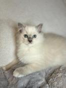 Magnifiques chatons ragdoll  adopter