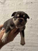 Chiot apparence bouledogue franais