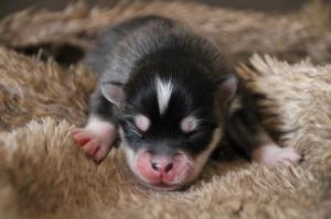 Chiot femelle  apparence pomsky