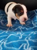 Bb jack russel terrier lof