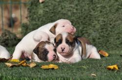 Chiots d apparence bouledogue amricain