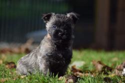 Chiots cairns terriers lof