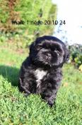 Chiots shih tzu les superstars de nol