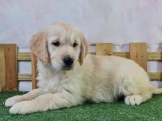 Jeune mle golden retriever lof