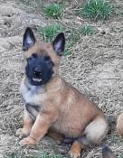 Super bb malinois au lof