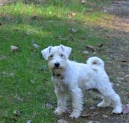 Schnauzer nain blanc lof