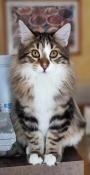 Chatons kurilian bobtail pl disponibles  l'adoption