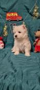 Deux femelles westie disponibles