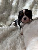 Chiot cavalier king charles lof