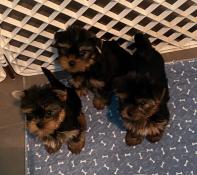 Chiots d'apparence yorkshire  bientt disponible