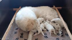 Chiots de montagne des pyrenees (patou)