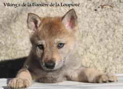 Chiot de race chien loup tchcoslovaque