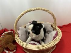 Superbes mles boston terrier