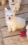 Male westie lof