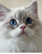 Vente  male ragdoll