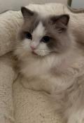 Vente  male ragdoll