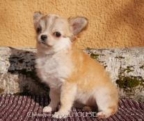 Superbe femelle chihuahua poil long ne bringe inscrite au lof