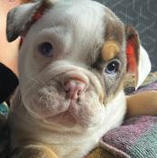 Chiots d'apparence bulldogs exotiques  new english bulldog