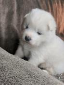 Superbes chiots samoyedes lof & tests (type ours)