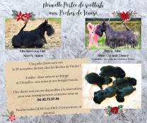 Chiots scottish terrier