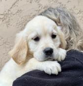 Chiot d'apparence golden retriever non lof