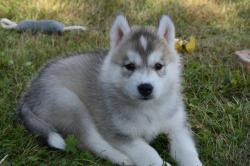 Chiots husky de sibrie lof