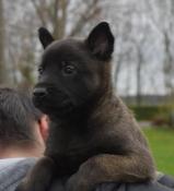 Chiot berger belge malinois  lof