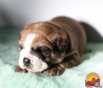 Chiots bulldog continental disponible a la reservation