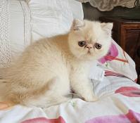 Yukibana, un adorable exotic shorthair, crme smoke