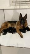 Chiots berger allemand lof excellentes origines noir et feu