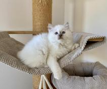 Superbe chaton birman  rserver