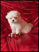 A rserver, valia, superbe femelle bichon maltais,petit modle,lof