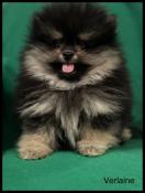 Disponible,verlaine,magnifique mle spitz nain pomranien ,lof