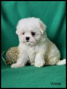 A rserver, vinnie, superbe mle bichon maltais, petit modle,lof