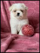 A rserver,valentina,superbe femelle bichon maltais,petit sujet ,lof