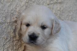 Chiots golden retriever