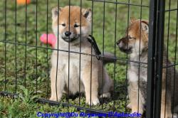 Chiots shiba inu lof