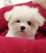 Chiots bichon maltais