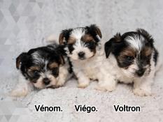 Chiots mles biewer