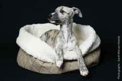 Bebe whippet lof