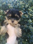 Femelle yorkshire terrier