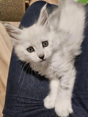 Chaton femelle maine coon